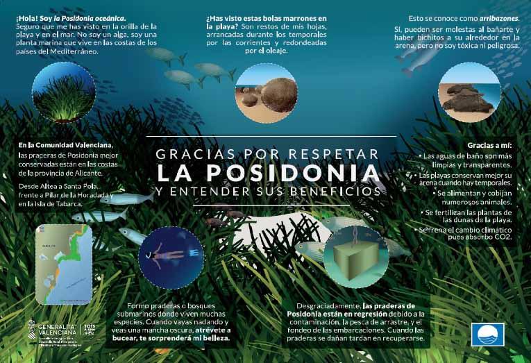 Posidonia and its benefits
